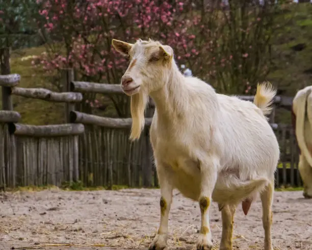 Photo of male white goat, White milk goat a popular dutch hybrid breed, Buck with a long beard, Farm animals