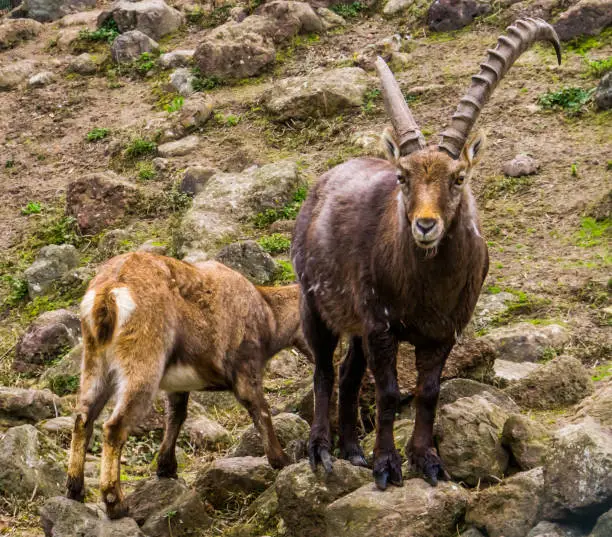 Photo of Male alpine ibex with a broken horn standing on some rocks, Animal from the mountains of Europe