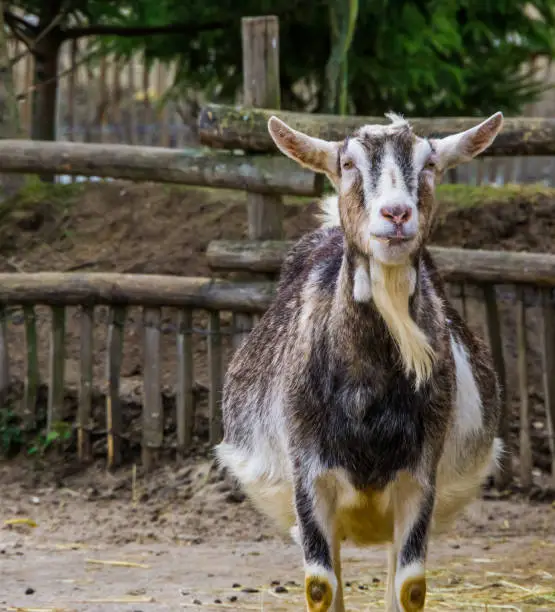 Photo of White and grey male goat, buck with a beard, Color variation of a white milk goat, Farm animal