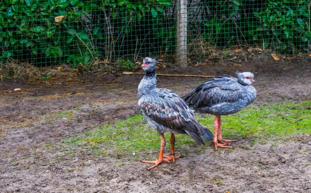 Photo of couple southern screamers standing together, tropical birds from America