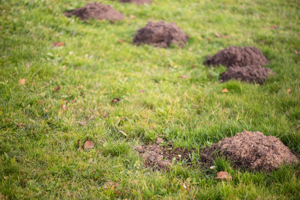 molehills en el patio, césped dañado por talpa europaea. esta plaga también se conoce como european mole - topo común fotografías e imágenes de stock