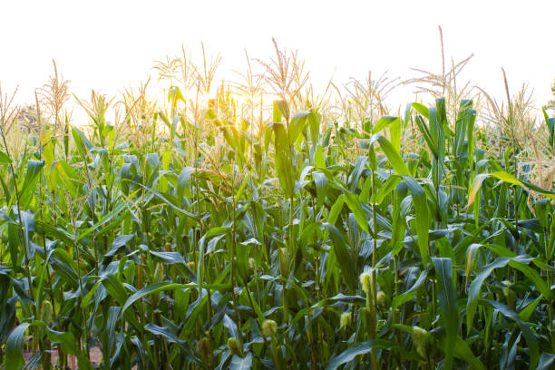 istock Sunset over the green corn field. 1139157968
