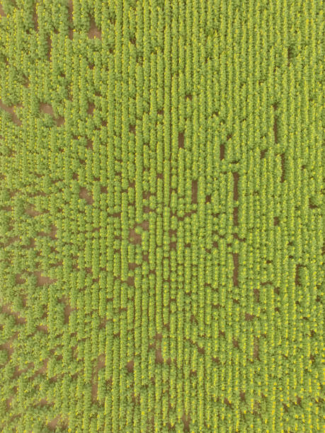 istock Field pampeano.vista aerial 1139160404