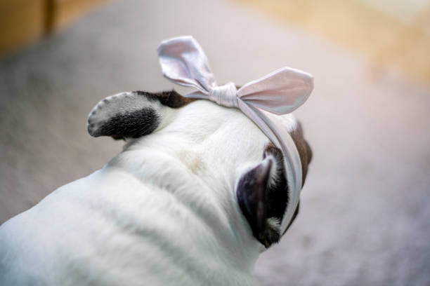 Cute French bulldog with hair bow