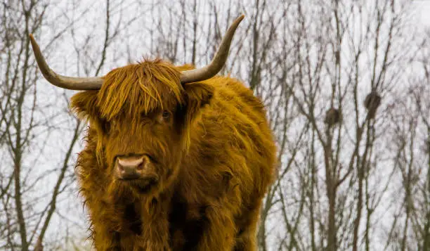 Photo of face of a highland cattle in closeup, scottish cow, popular domesticated farm animal