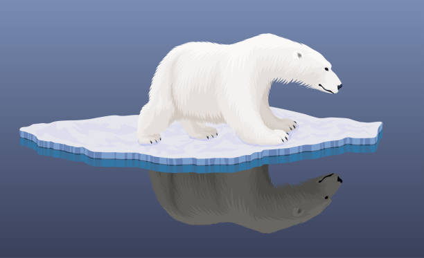 wektorowy niedźwiedź polarny na lodowej floe na antarktydzie - ilustracja katastrofy klimatycznej - polar bear global warming ice bear stock illustrations