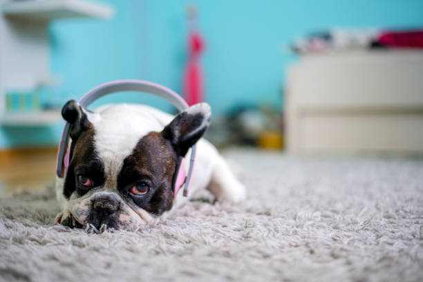 perro escuchando música con auriculares - pampered pets audio fotografías e imágenes de stock