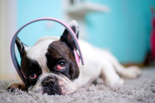 perro escuchando música con auriculares - pampered pets audio fotografías e imágenes de stock