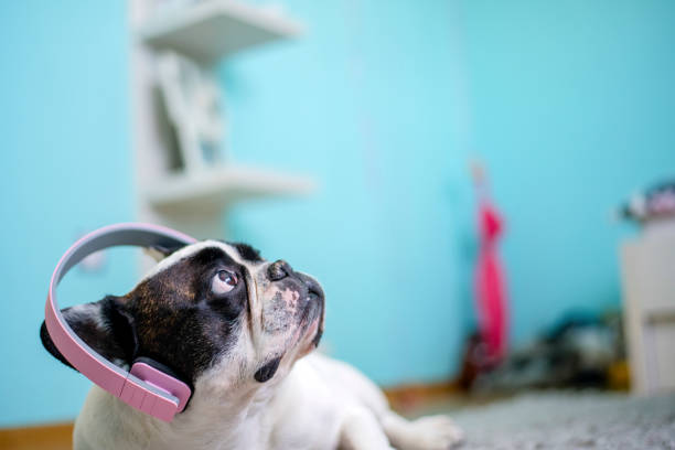 perro escuchando música con auriculares - pampered pets audio fotografías e imágenes de stock