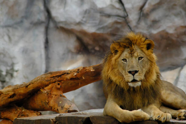 istock Lion in the zoo 1139161639