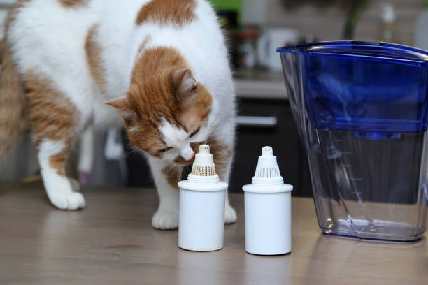istock Purification of drinking water at home. Cat sniffs filters for water purification. 1139161683