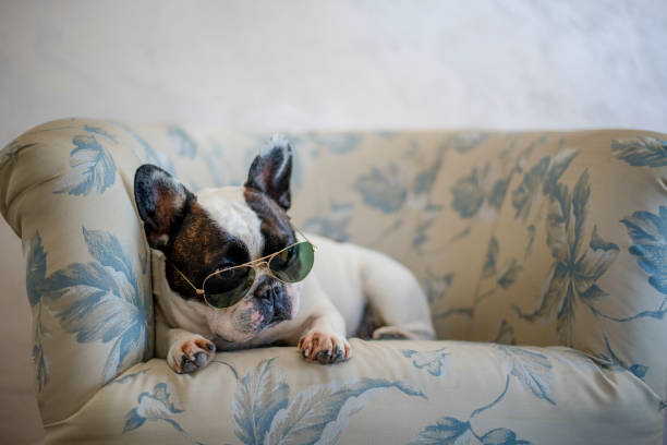 French bulldog dog with sunglasses on head resting on armchair