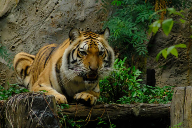 istock tigers in the zoo 1139163609