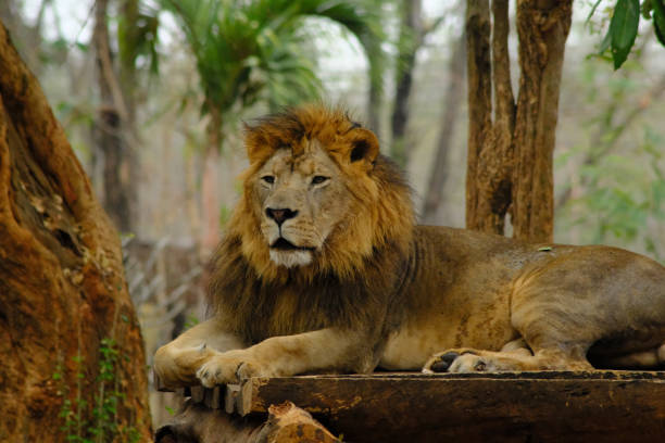 istock Lion in the zoo 1139163682
