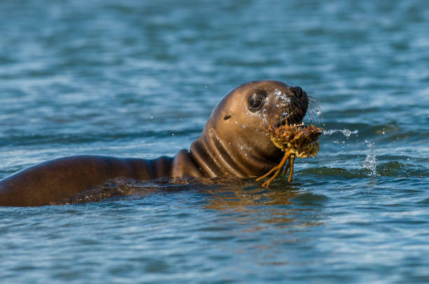 istock Sea Lion pup 1139165007