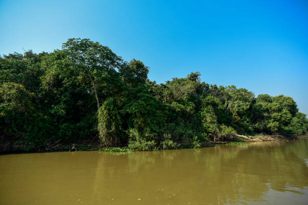 istock landscape of river and jungle 1139166124