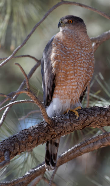 istock A Cooper's hawk unblinking attention is on display in Lion's Park, Cheyenne, 1139166936
