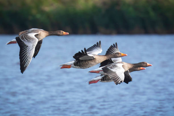 istock Greylag geese Anser Anser in flight migrating 1139167103