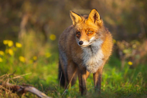 istock Wild red fox Vulpes Vulpes evening sunset 1139167134