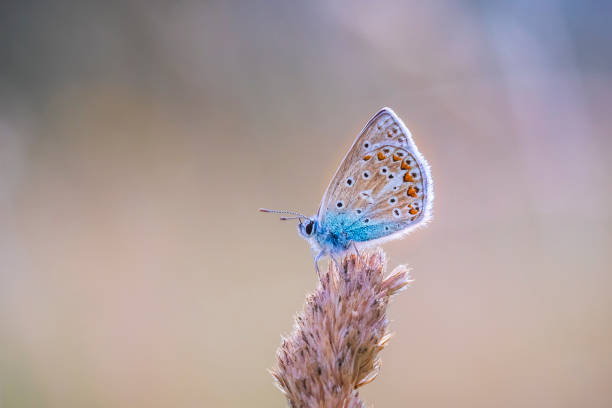 Blue butterfly with black pattern perched on branch with blurred beige background