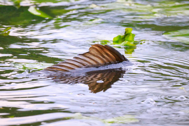 istock Common European carp (Cyprinus carpio) spawning violent during Springtime breeding season. 1139167182