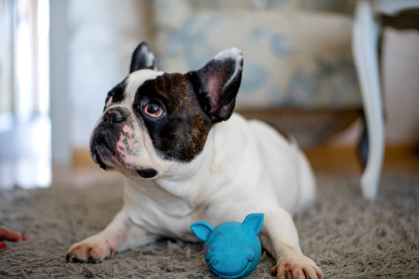 istock French Bulldog puppy playing with toy 1139169169