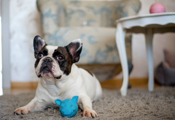 istock French Bulldog puppy playing with toy 1139170497