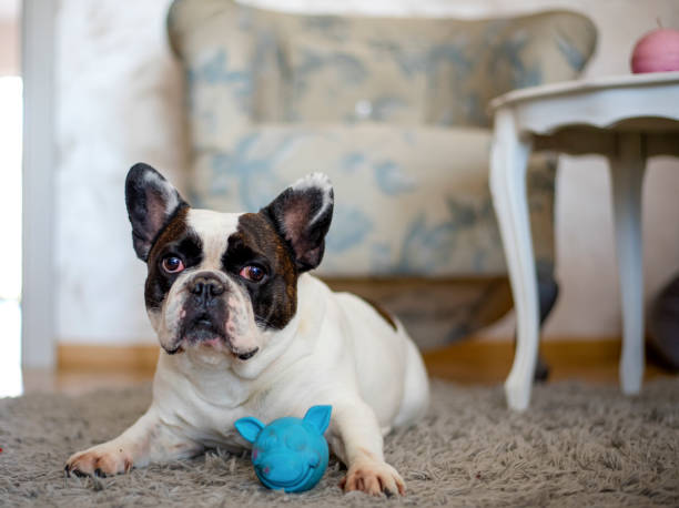 istock French Bulldog puppy playing with toy 1139170621