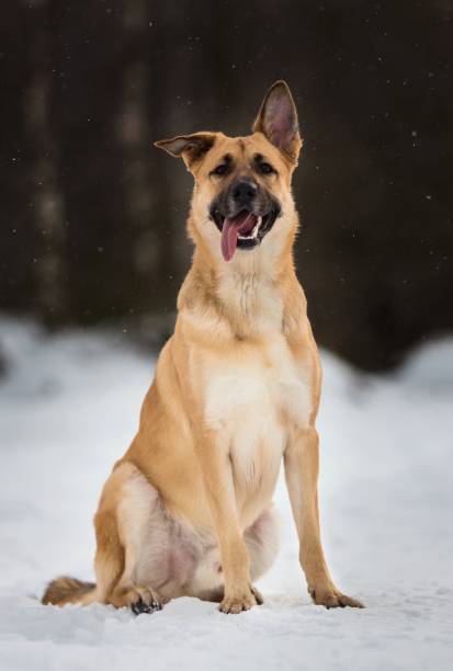 istock Cute mixed breed dog outside. Mongrel in the snow 1139171854