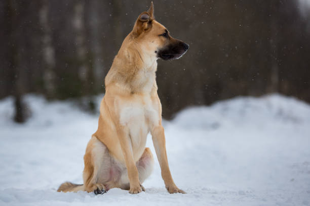 istock Cute mixed breed dog outside. Mongrel in the snow 1139171858