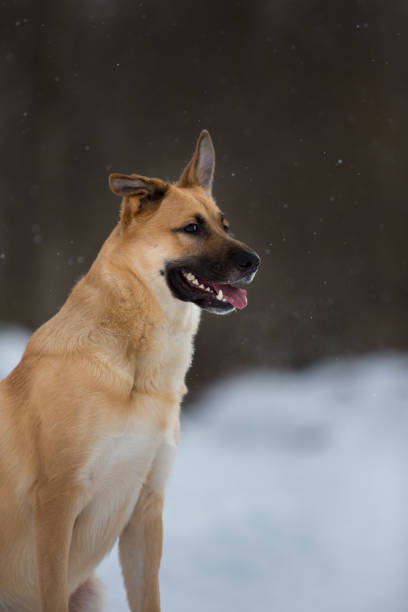 istock Cute mixed breed dog outside. Mongrel in the snow 1139171863