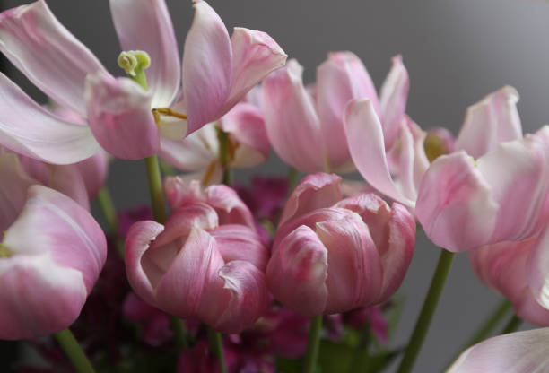 istock Faded pink tulips. Vintage background for design. 1139173040