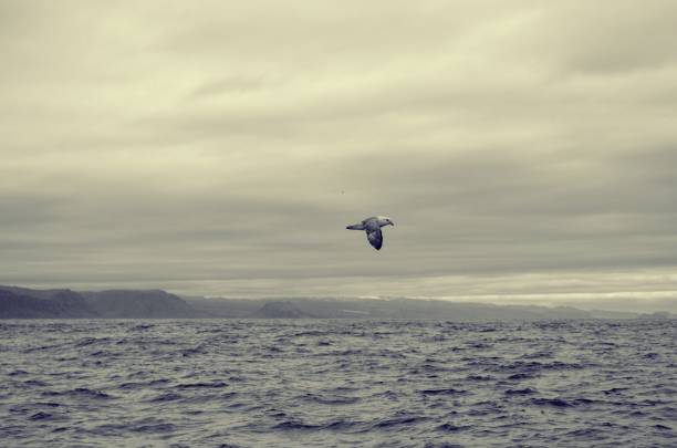 черно-белый телефон чайки, пролетающую над океаном - sea black and white horizontal horizon over water стоковые фото и изображения