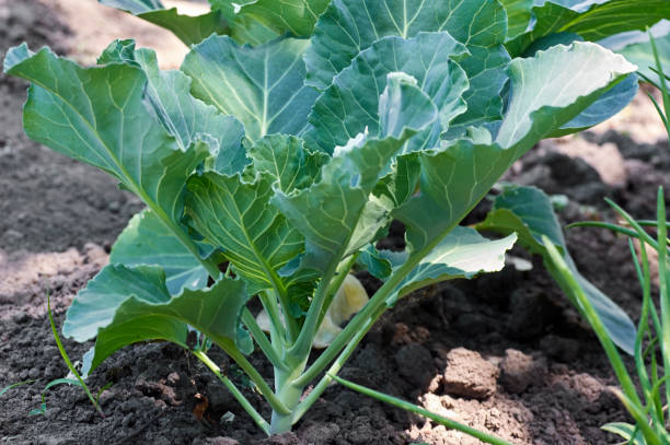 istock Closeup fresh green cabbage in vegetable garden 1139173088
