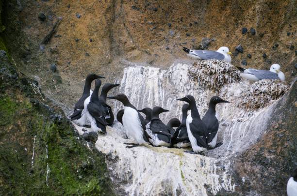 istock Group or Flock of Birds nesting in cliffs in Westman Islands Iceland, Common murre or common guillemot 1139173135