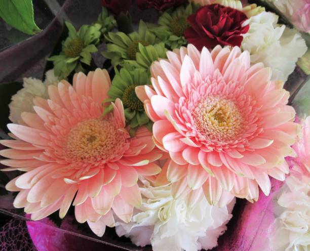 istock Pretty Attractive Gerbera Daisy Flowers Bouquet 1139173136
