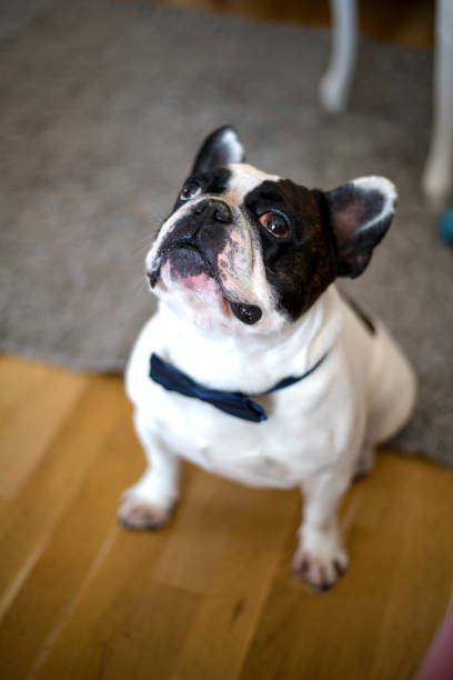 istock French bulldog puppy with bow tie 1139173477