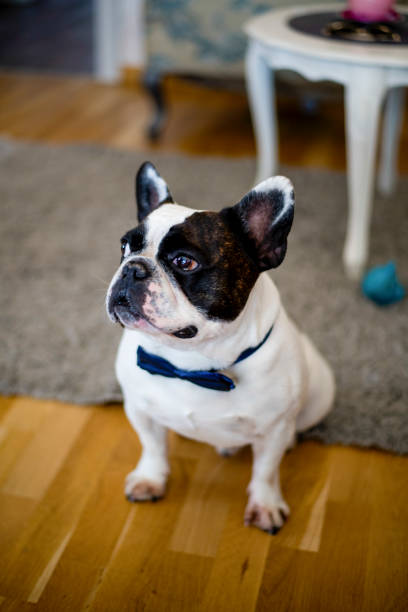 istock French bulldog puppy with bow tie 1139174292