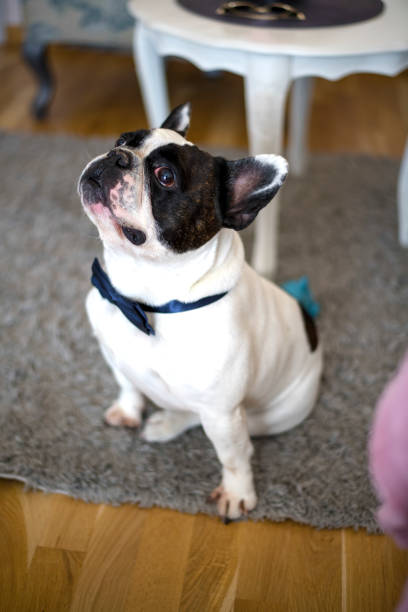 istock French bulldog puppy with bow tie 1139174368