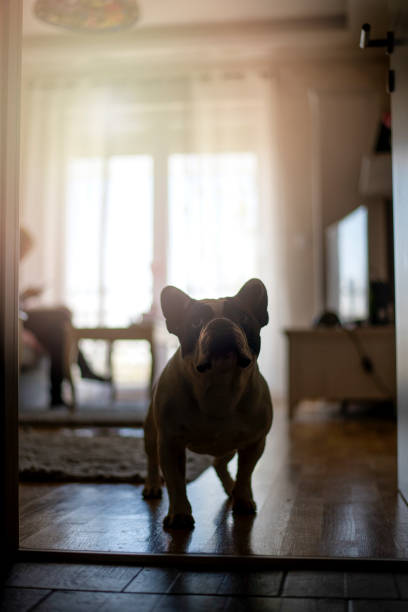 istock French bulldog running 1139174450