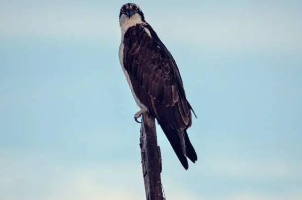 Photo of Osprey perch on wood post sign