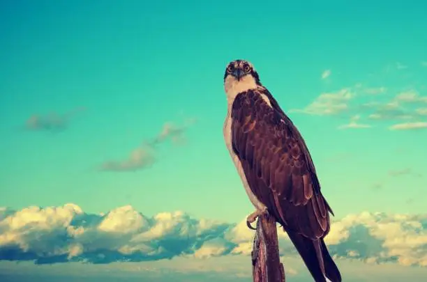 Photo of Osprey perch on wood post sign