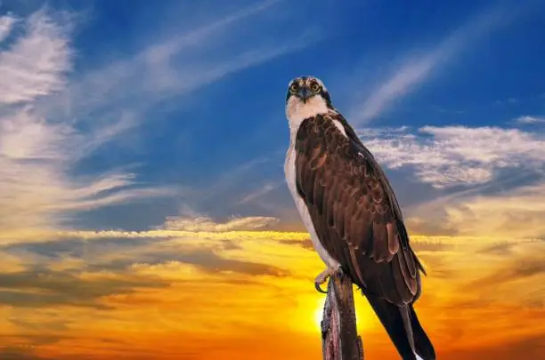 Photo of Osprey perch on wood post sign