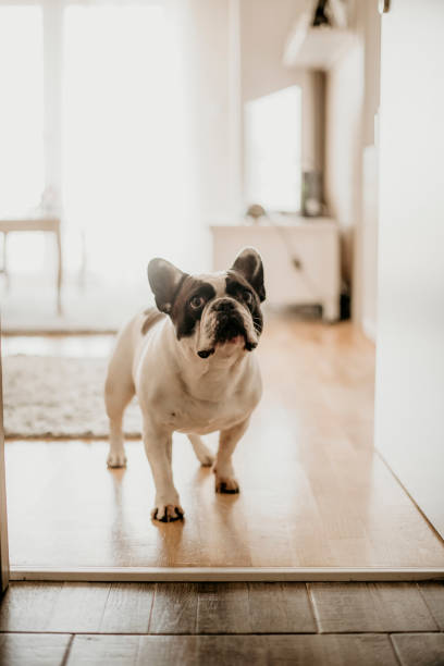 istock French bulldog running 1139174492
