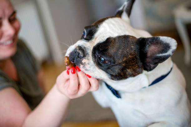 istock Owner with a treat for dog 1139175102