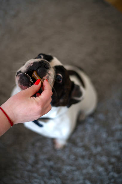 istock Owner with a treat for dog 1139175147