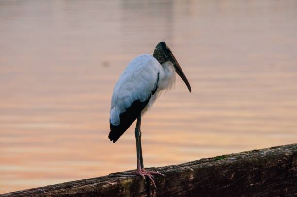 istock Wood stork bird on stone wall with sunset light reflected in the water background. 1139175157