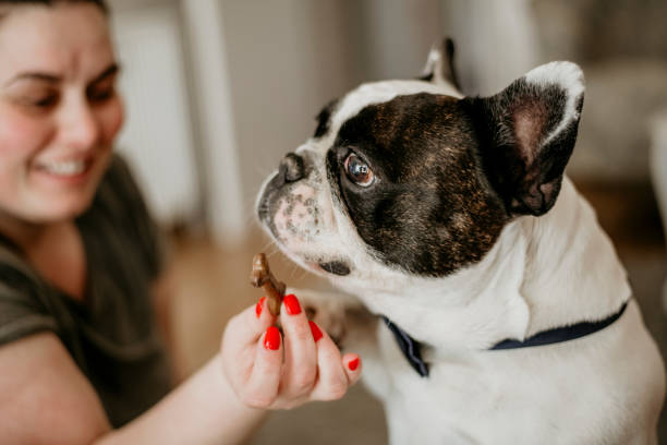 istock Owner with a treat for dog 1139175195