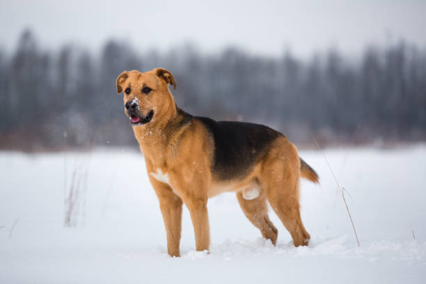 istock Cute mixed breed dog outside. Mongrel in the snow 1139175300