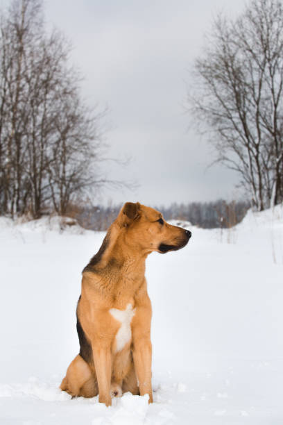 istock Cute mixed breed dog outside. Mongrel in the snow 1139175301